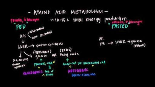 Amino acids and fatty acids composition of Spirulina (mg/100 g)