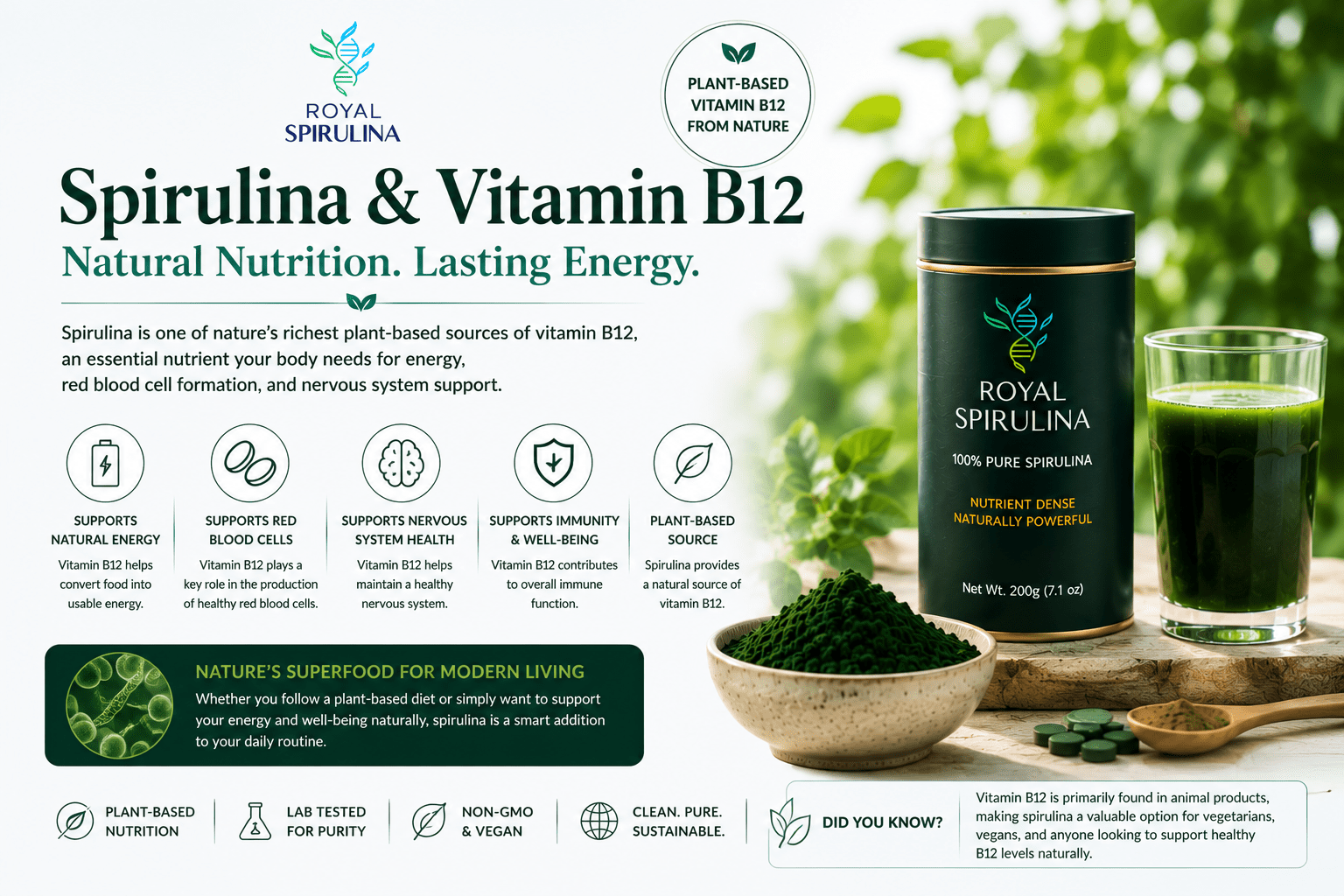 Spirulina powder and vitamin B12 molecular structure illustrating the relationship between spirulina and B12 content